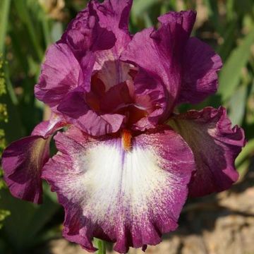 Iris germanica Master Plan - Baardiris