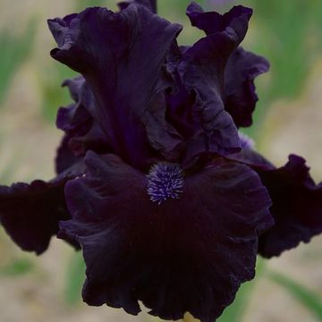 Iris germanica Obsidian- Baardiris