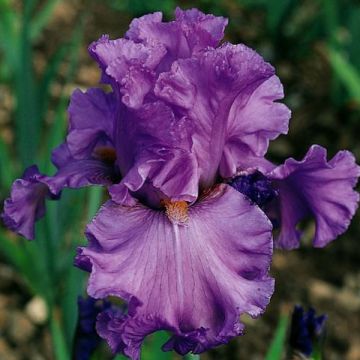 Iris germanica Ruffled Goddess - Baardiris