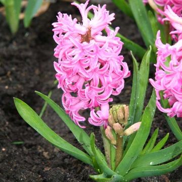 Hyacint Roze Pearl - Hyacinthus orientalis