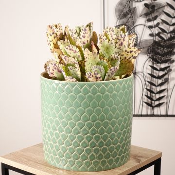 Kalanchoe marmorata - Marmerplant