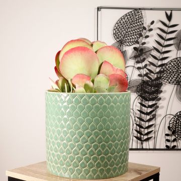 Kalanchoe thyrsiflora - Woestijnroos