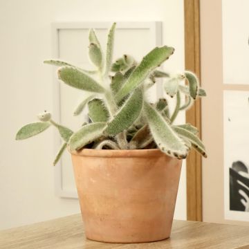 Kalanchoe tomentosa - Pandaplant