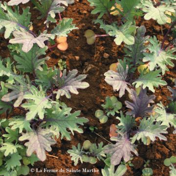 Tatsoi Kalinka - Ferme de Sainte Marthe