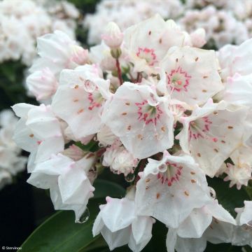 Kalmia latifolia Zebulon - Lepeltjesboom