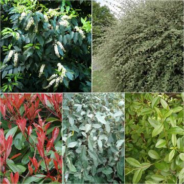 Kit 10 meter wintergroene haag