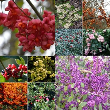 Haagpakket met sierlijke vruchten