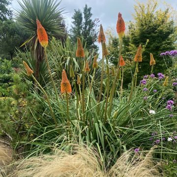 Kniphofia uvaria Nobilis - Vuurpijl