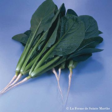 Komatsuna Riokai - Ferme de Sainte Marthe