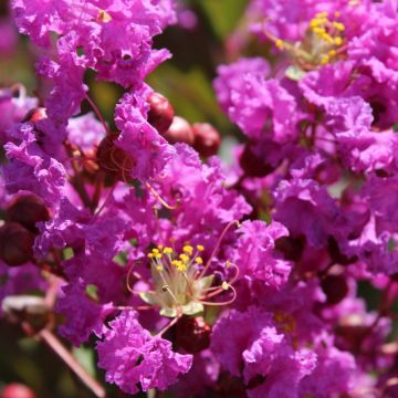 Lagerstroemia indica Terre Chinoise - Indische sering