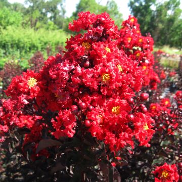 Lagerstroemia indica Black Solitaire Red Hot - Indische sering