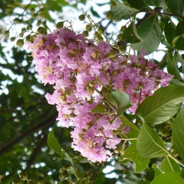 Lagerstroemia indica Mauve - Indische sering