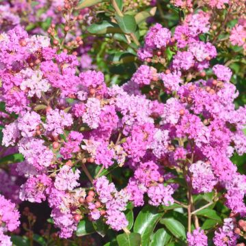 Lagerstroemia indica Summer Beauty Ozark Spring - Indische sering