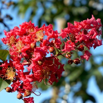 Lagerstroemia indica Summer Charm Tuscarora - Indische sering