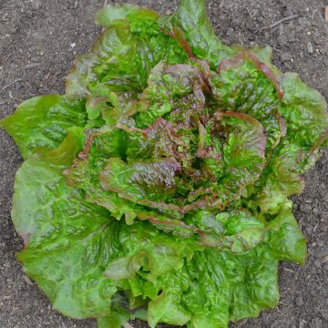 Bataviasla Rouge Grenobloise BIO - Ferme de Sainte Marthe