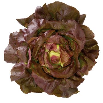 Kropsla Jerrican BIO (jonge planten)