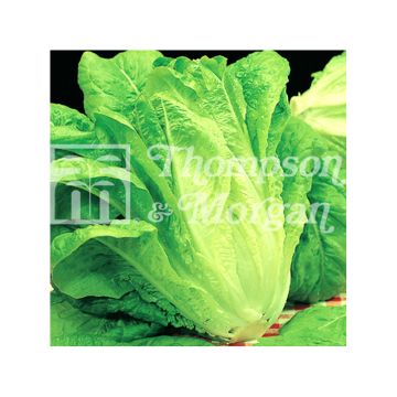 Bindsla BIOnda Lenta a Montare