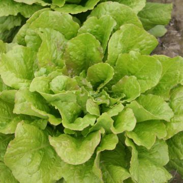 Romaine sla Chicon des Charentes BIO - Ferme de Sainte Marthe