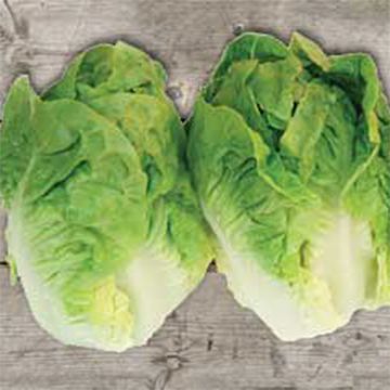 Bindsla Sucrine BIO - Ferme de Sainte Marthe