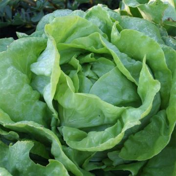 Kropsla Sylvesta BIO - Ferme de Sainte Marthe