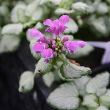 Lamium maculatum Rood Nancy - Gevlekte dovenetel