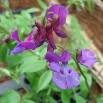 Lathyrus vernus - Voorjaarslathyrus