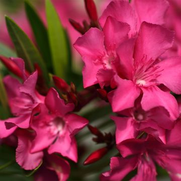 Nerium oleander Italia - Oleander