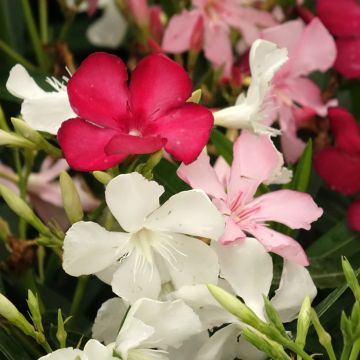 Nerium oleander Tricolor - Oleander