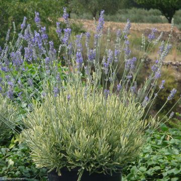 Lavandin Platinum Blonde - Lavandula intermedia