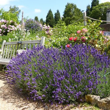 Lavandula angustifolia Hidcote - Echte lavendel