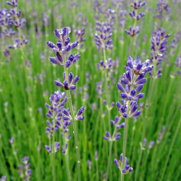 Lavandula angustifolia Dwarf Blue - Echte lavendel