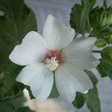 Lavatera Barnsley Baby - Struikmalva