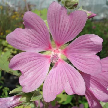 Lavatera Candy Floss – Struikmalva