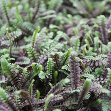 Leptinella squalida Platts Black - Kopernoopje