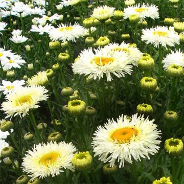 Leucanthemum superbum Real Galaxy - Tuinmargriet
