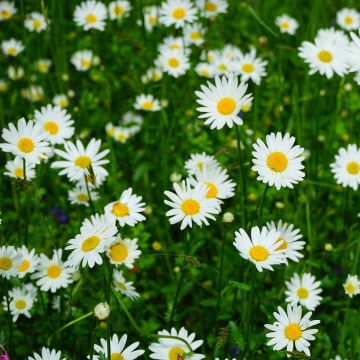 Leucanthemum vulgare Maikonigin - Margriet