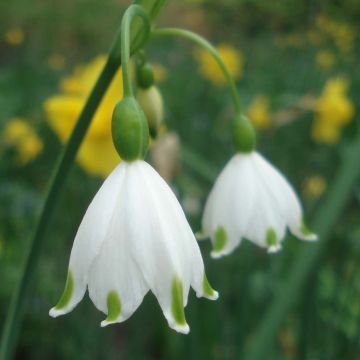 Leucojum aestivum Gravetye Giant - Zomerklokje