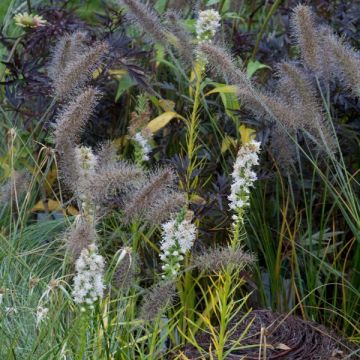 Liatris spicata Alba - Knopige slangenwortel