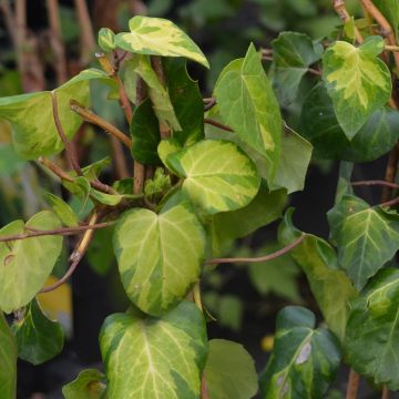Hedera colchica Sulphur Heart - Colchische klimop
