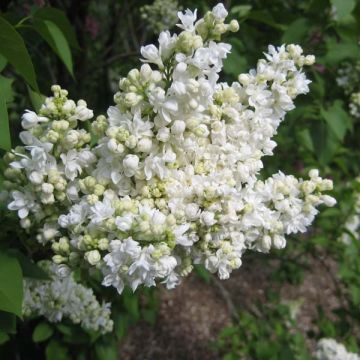 Syringa vulgaris Madame Lemoine - Gewone sering