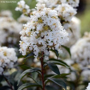Lagerstroemia indica Enduring White - Kaapse hyacint
