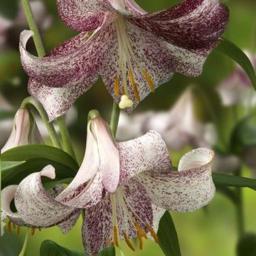 Lilium Lankon - Aziatische Lelie