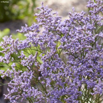 Limonium Dazzle Rocks - Lamsoor
