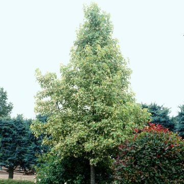 Liquidambar styraciflua Albomarginata Manon - Amberboom