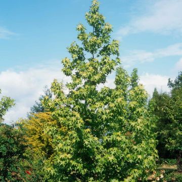 Liquidambar styraciflua Thea - Amberboom