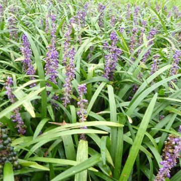 Liriope muscari Evergreen Giant - Leliegras