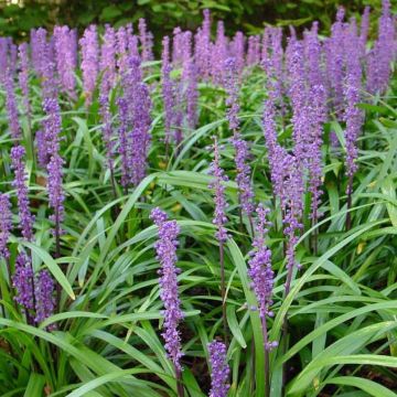 Liriope muscari Royal Purple - Leliegras