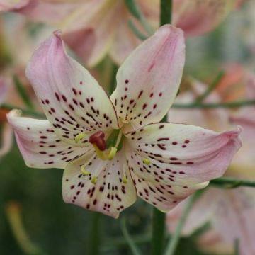 Lilium Corsage - Aziatische lelie