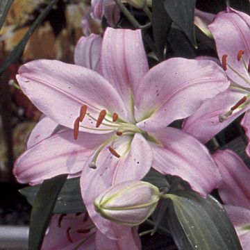 Lilium asiatique Médusa - Aziatische lelie
