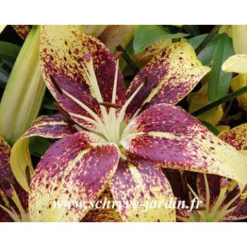 Lilium Latvia - Oriëntaalse lelie